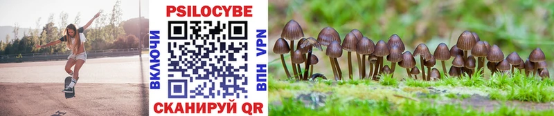 где купить   Козловка  Галлюциногенные грибы Psilocybine cubensis 